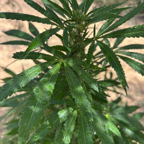 San Miguel growlog photo: Prima Volta spritzers nevulozzata 2ml top crop 
Potatura foglie gialle