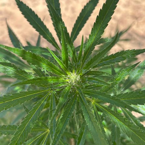 San Miguel growlog photo: Prima Volta spritzers nevulozzata 2ml top crop