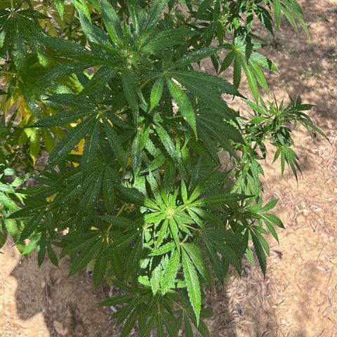 San Miguel growlog photo: Prima Volta spritzers nevulozzata 2ml top crop