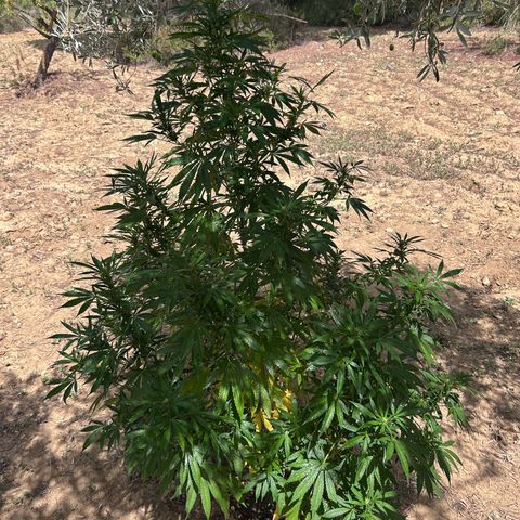 San Miguel growlog photo: Prima Volta spritzers nevulozzata 2ml top crop
