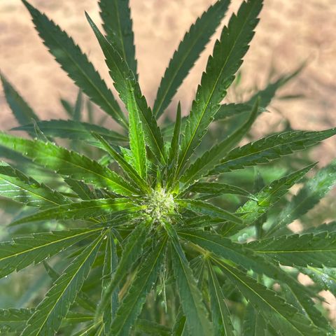 San Miguel growlog photo: Prima Volta spritzers nevulozzata 2ml top crop