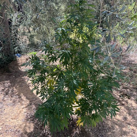 San Miguel growlog photo: Prima Volta spritzers nevulozzata 2ml top crop