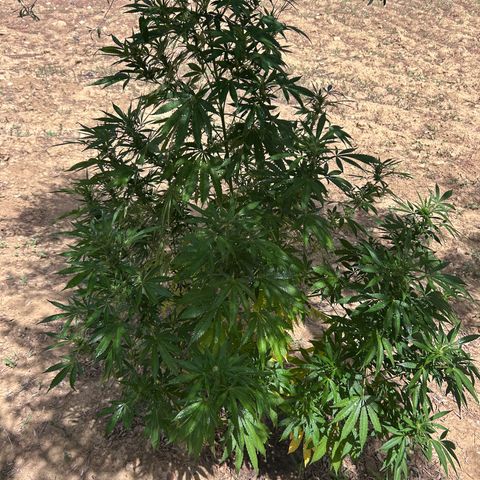 San Miguel growlog photo: Prima Volta spritzers nevulozzata 2ml top crop
