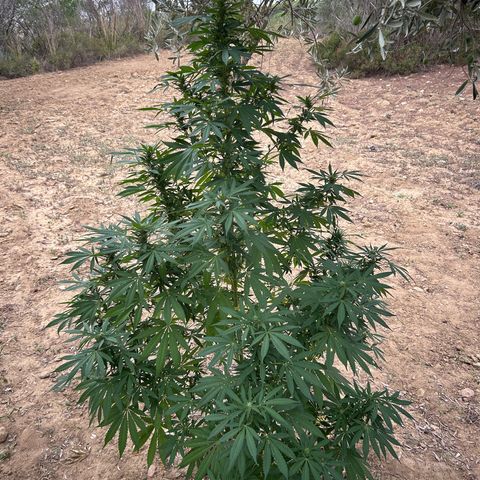 San Miguel growlog timeline photo