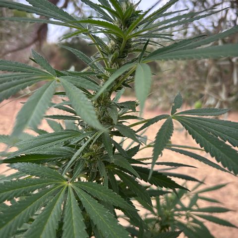 San Miguel growlog timeline photo