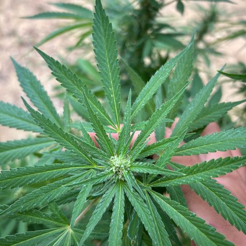 San Miguel growlog timeline photo