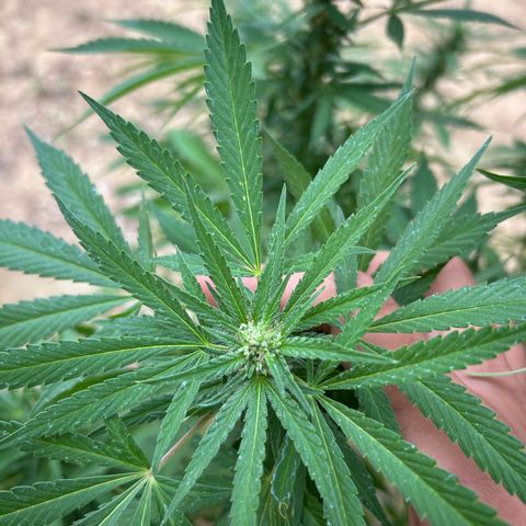 San Miguel growlog timeline photo