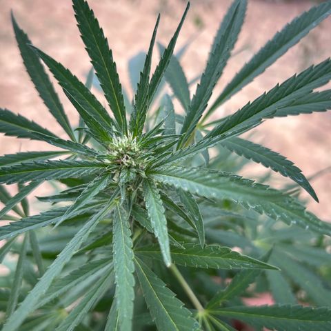 San Miguel growlog timeline photo
