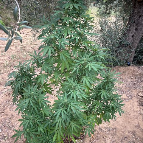 San Miguel growlog timeline photo