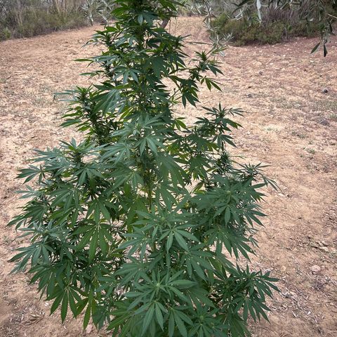 San Miguel growlog timeline photo