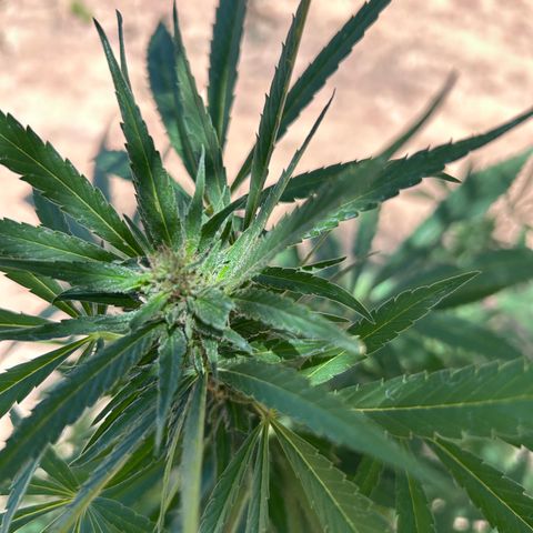 San Miguel growlog photo: Domenica 30 visto seconda spruzzata 2ml big one, tripac 5+5+5 ogni 2 giorni 