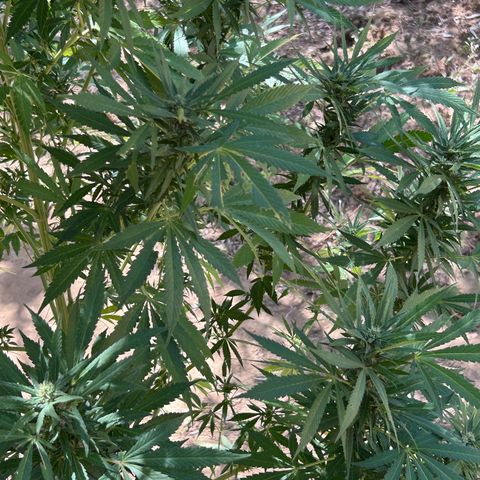 San Miguel growlog photo: Domenica 30 visto seconda spruzzata 2ml big one, tripac 5+5+5 ogni 2 giorni 