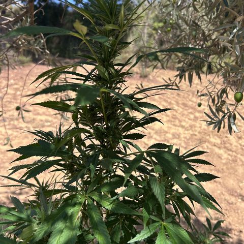 San Miguel growlog photo: Domenica 30 visto seconda spruzzata 2ml big one, tripac 5+5+5 ogni 2 giorni 