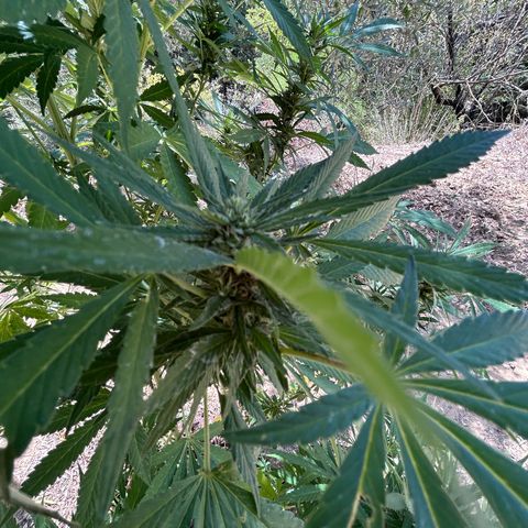 San Miguel growlog photo: Domenica 30 visto seconda spruzzata 2ml big one, tripac 5+5+5 ogni 2 giorni 