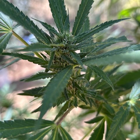 San Miguel growlog photo: Domenica 30 visto seconda spruzzata 2ml big one, tripac 5+5+5 ogni 2 giorni 