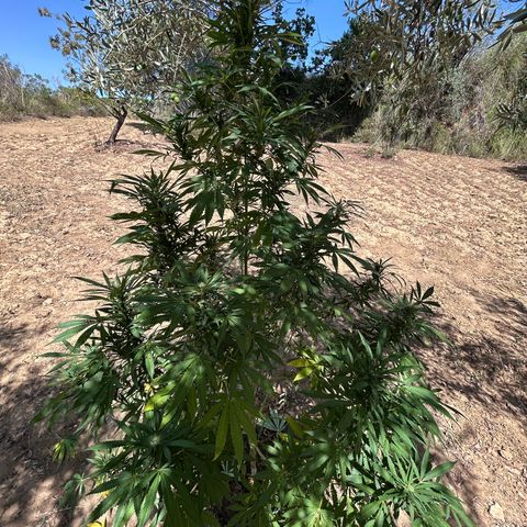 San Miguel growlog photo: Domenica 30 visto seconda spruzzata 2ml big one, tripac 5+5+5 ogni 2 giorni 