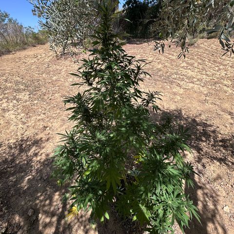 San Miguel growlog photo: Domenica 30 visto seconda spruzzata 2ml big one, tripac 5+5+5 ogni 2 giorni 