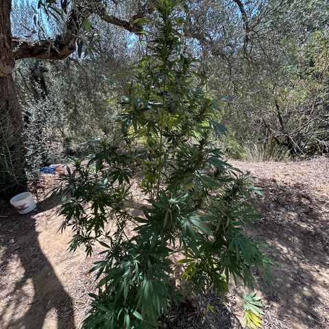 San Miguel growlog photo: Domenica 30 visto seconda spruzzata 2ml big one, tripac 5+5+5 ogni 2 giorni 