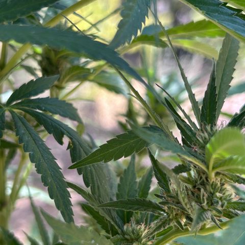 San Miguel growlog photo: Domenica 30 visto seconda spruzzata 2ml big one, tripac 5+5+5 ogni 2 giorni 
