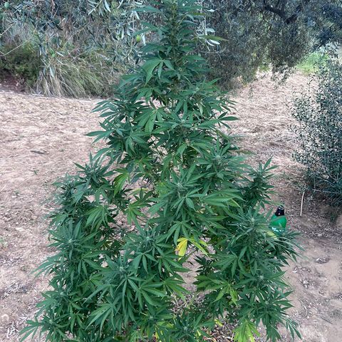San Miguel growlog photo: Pre e post spruzzata neem 2,5ml/L ; si sente un odore spaziale 
