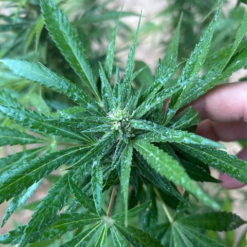 San Miguel growlog photo: Pre e post spruzzata neem 2,5ml/L ; si sente un odore spaziale 