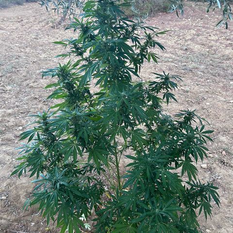 San Miguel growlog photo: Pre e post spruzzata neem 2,5ml/L ; si sente un odore spaziale 