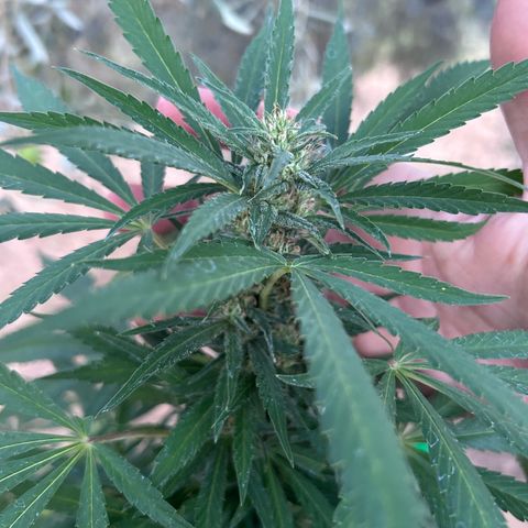 San Miguel growlog photo: Pre e post spruzzata neem 2,5ml/L ; si sente un odore spaziale 