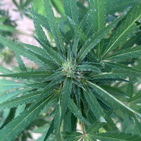 San Miguel growlog photo: Pre e post spruzzata neem 2,5ml/L ; si sente un odore spaziale 
