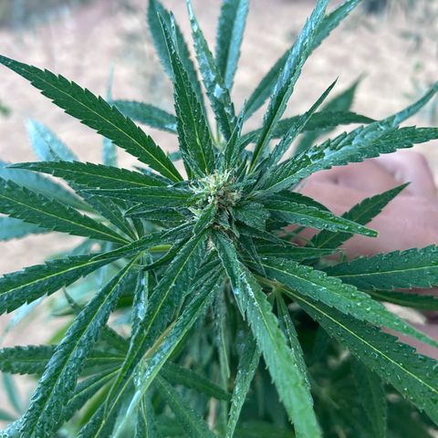 San Miguel growlog photo: Pre e post spruzzata neem 2,5ml/L ; si sente un odore spaziale 