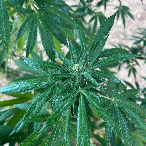 San Miguel growlog photo: Pre e post spruzzata neem 2,5ml/L ; si sente un odore spaziale 