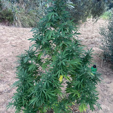 San Miguel growlog photo: Pre e post spruzzata neem 2,5ml/L ; si sente un odore spaziale 