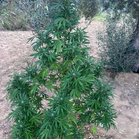 San Miguel growlog photo: Pre e post spruzzata neem 2,5ml/L ; si sente un odore spaziale 
