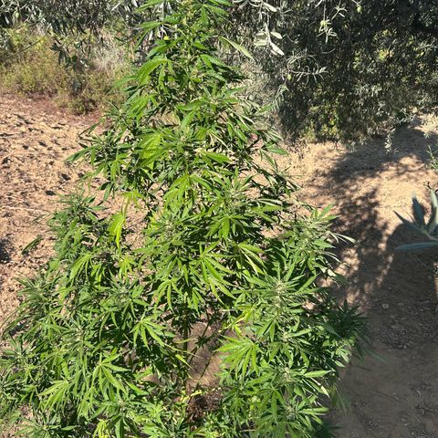 San Miguel growlog photo: Spruzzati 2ml big one sulle foglie oggi 