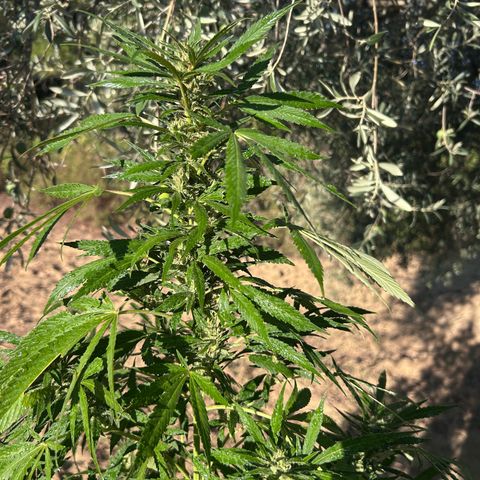 San Miguel growlog photo: Spruzzati 2ml big one sulle foglie oggi 