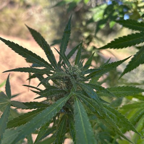 San Miguel growlog photo: Spruzzati 2ml big one sulle foglie oggi 