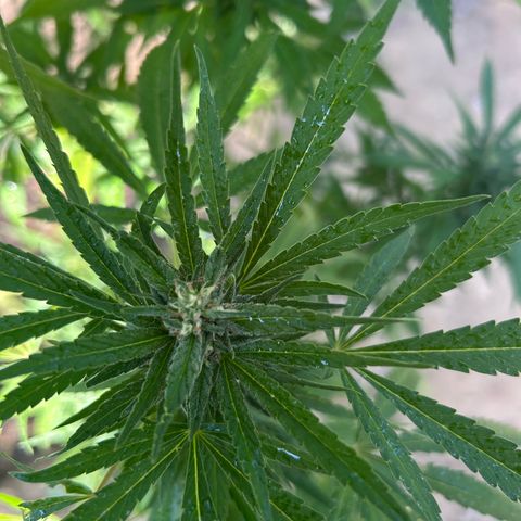 San Miguel growlog photo: Spruzzati 2ml big one sulle foglie oggi 
