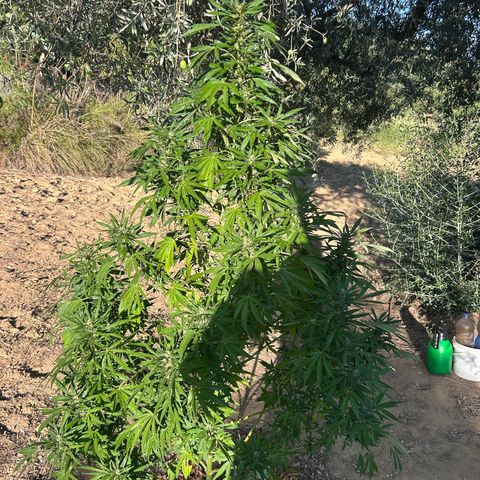 San Miguel growlog photo: Spruzzati 2ml big one sulle foglie oggi 
