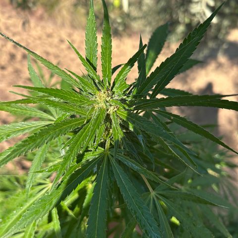 San Miguel growlog photo: Spruzzati 2ml big one sulle foglie oggi 
