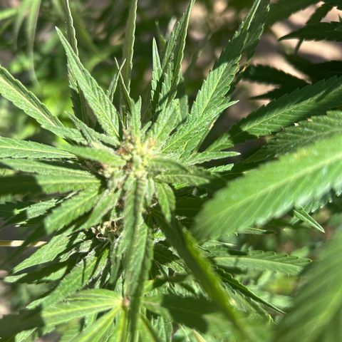 San Miguel growlog timeline photo