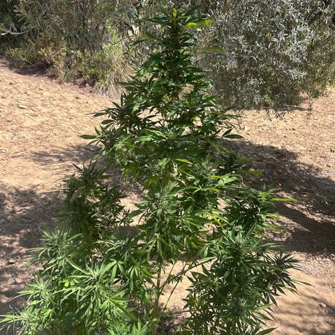 San Miguel growlog timeline photo