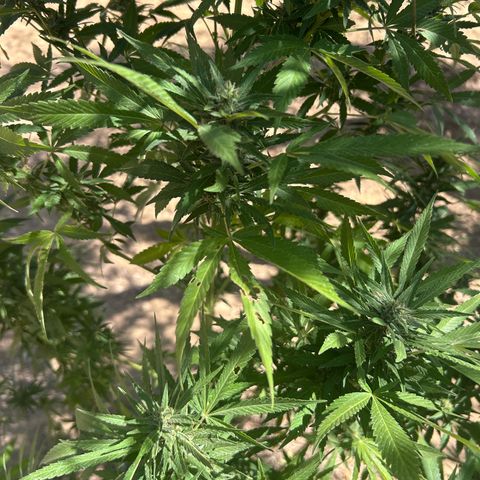 San Miguel growlog timeline photo