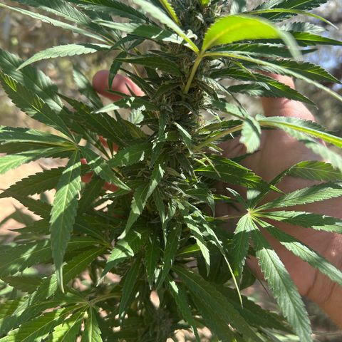 San Miguel growlog timeline photo