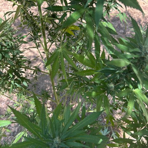 San Miguel growlog timeline photo