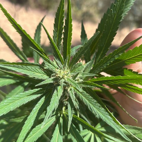 San Miguel growlog timeline photo