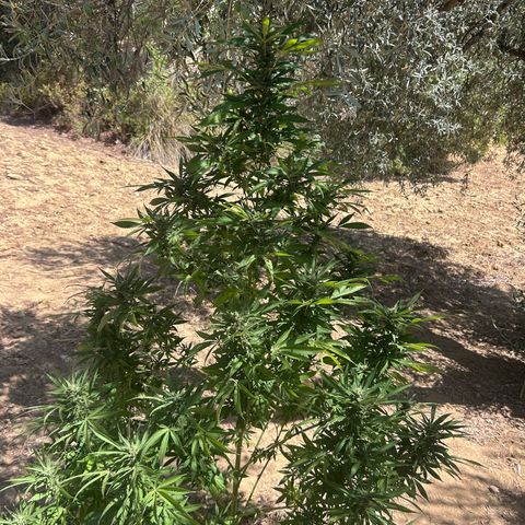 San Miguel growlog timeline photo