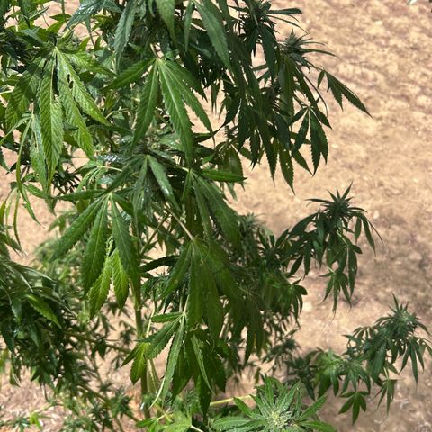 San Miguel growlog photo: Altra spruzzata 3 ml/L olio neem, 