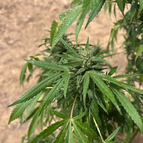 San Miguel growlog photo: Altra spruzzata 3 ml/L olio neem, 