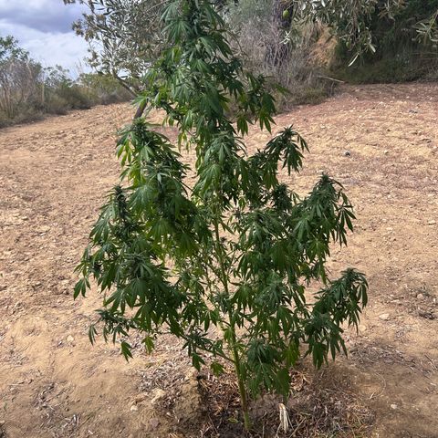 San Miguel growlog photo: Altra spruzzata 3 ml/L olio neem, 