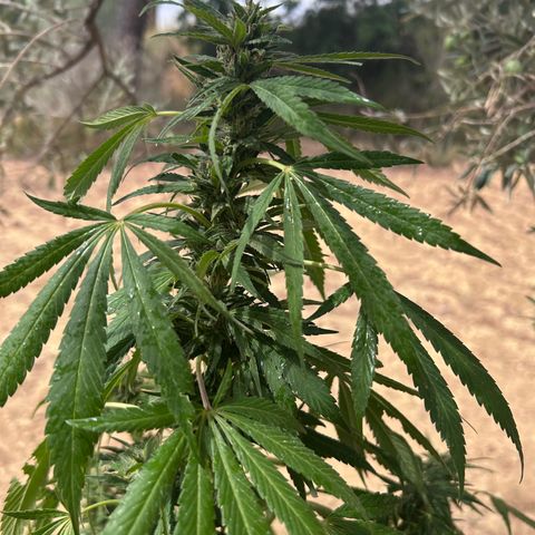 San Miguel growlog photo: Altra spruzzata 3 ml/L olio neem, 