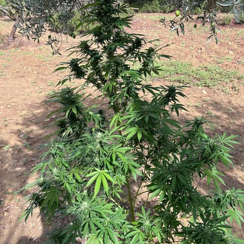San Miguel growlog photo: Mercoledì messi 2ml di big one in terra, trattamento tripac di sempre, questa settimana è piovuto molto 